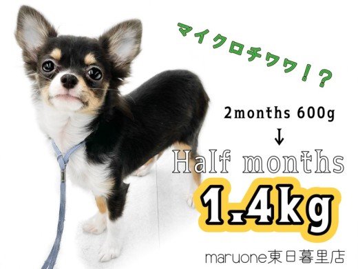 【 チワワ 】2kg以内確定！？生後半年を迎えるマイクロ系チワワの成長