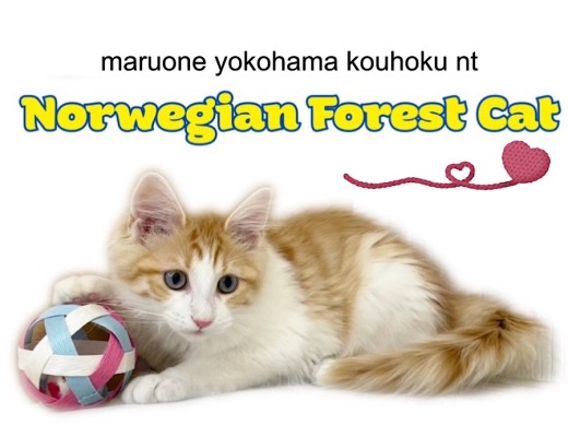 【 ノルウェージャンフォレストキャット 】甘えん坊ノルくんの生後4ヶ月