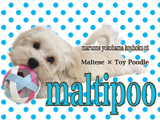 【 MIX 】NT店のふわモコプリンス、マルプーくんの生後4ヶ月の今！