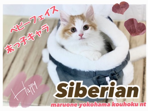 【 サイベリアン 】元気もりもり、末っ子キャラのサイベちゃん