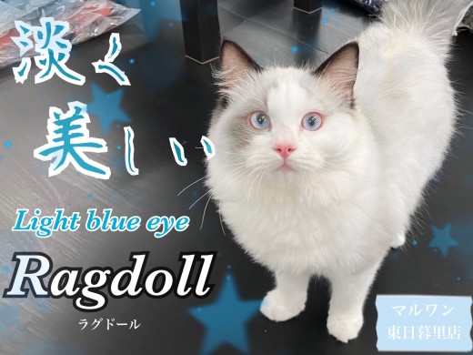 【 ラグドール 】フワッと柔らかなぬいぐるみボディを持つ水色の目をした子猫