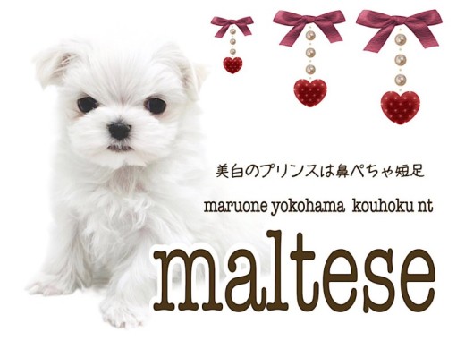 【 マルチーズ 】美白のプリンスは短足鼻ぺちゃBOY
