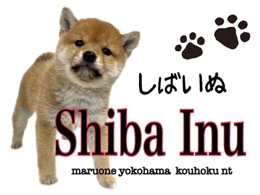 【 柴犬 】めざせ大和撫子！安定感のあるムッチリボディの柴子ちゃん