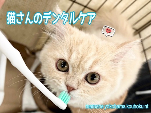 【 お役立て情報 】猫さんのデンタルケアについて