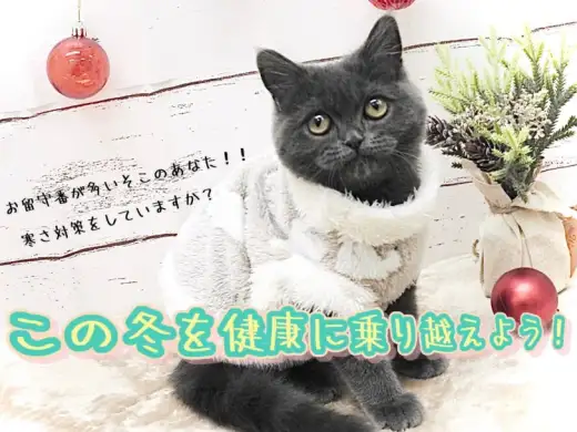 【 真冬のお留守番 】この冬を元気に乗り越えよう！お留守番時の寒さ対策