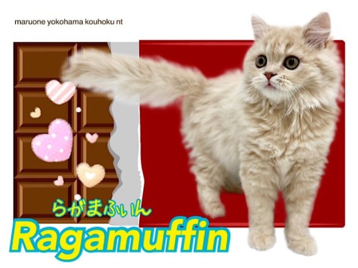 【 ラガマフィン 】ミルクティー色のスウィートboy、生後4ヶ月の今