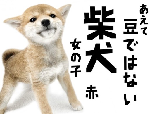 【 柴犬 】むちころに 威厳のスパイス 加えたら 子柴の魅力の 素晴らしきこと