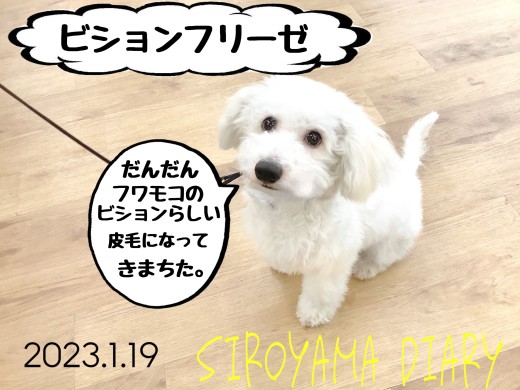 【 しろやま日記 】懐っこいビションちゃん