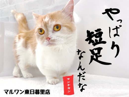 【 マンチカン 】変わらない短足と増し続ける可愛さと愛嬌