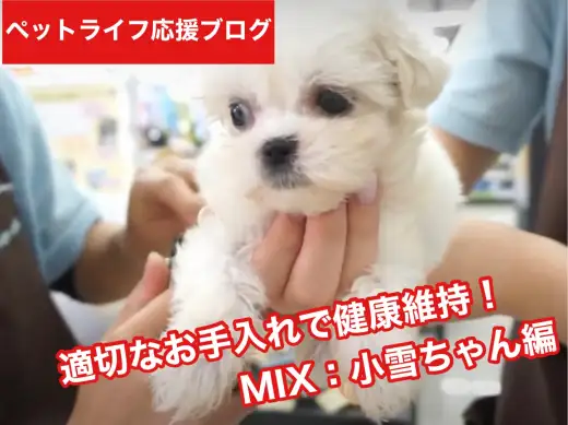 【 マルシーズーちゃんとの暮らし 】図解：わんちゃんの爪切りの基礎を実演