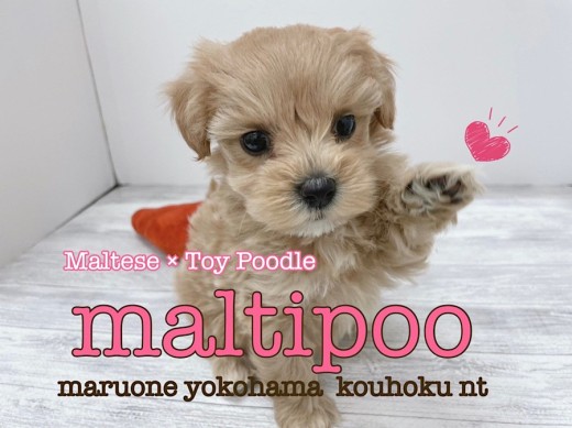 【 MIX犬 】癒やしカラーのマルプーちゃんはパパ似の女の子