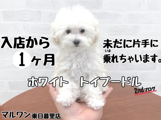 【 トイプードル 】未だに手のひらサイズ！？ホワイトプードル