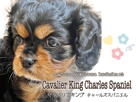 【 キャバリア 】ツヤツヤの漆黒が魅力的なキャバリアちゃん