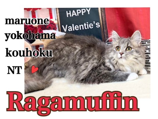 【 ラガマフィン 】アッシュグレーのようなカラーが自慢のマフィンちゃん