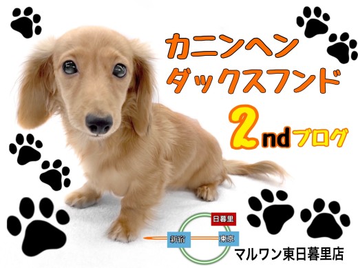 【 カニンヘンダックスフンド 】明日は今日よりもっと可愛くなるダックスちゃん