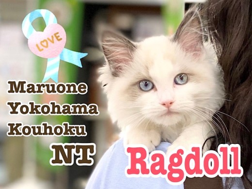 【 ラグドール 】天性の甘え上手！抱っこにゃんこのラグちゃん