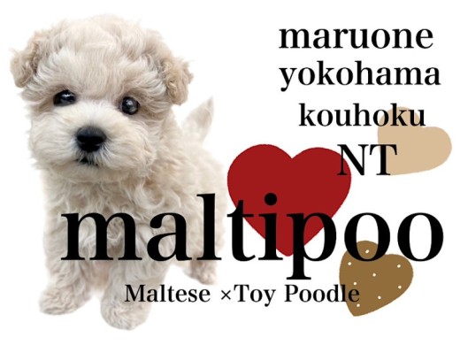 【 ミックス 】ムッチリボディのクマ風味のマルプーくん