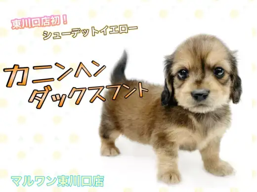 【 カニンヘンダックスフント 】東川口店初!シェーデットイエローのダッくん登場!