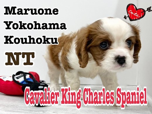 【 キャバリア 】大きな瞳は誰もを癒すブレンハイムのキャバリアちゃん