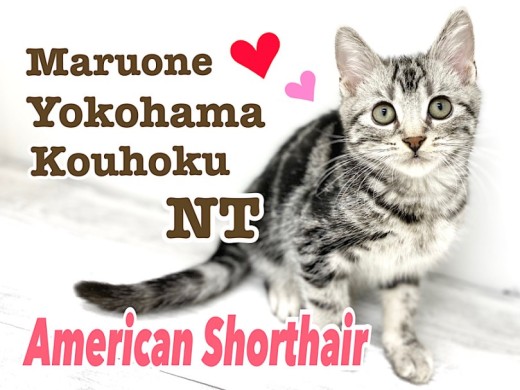【 アメリカンショートヘア 】シルバータビーが綺麗な元気印の男の子