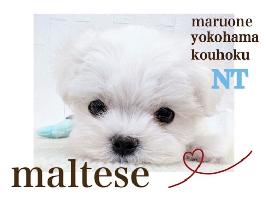 【 マルチーズ 】生後62日420gミニマムサイズの美白の短足マル君