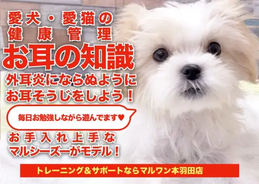 【 愛犬＆愛猫の健康管理 】早期発見のために知っておこう！お耳のお手入れ事情