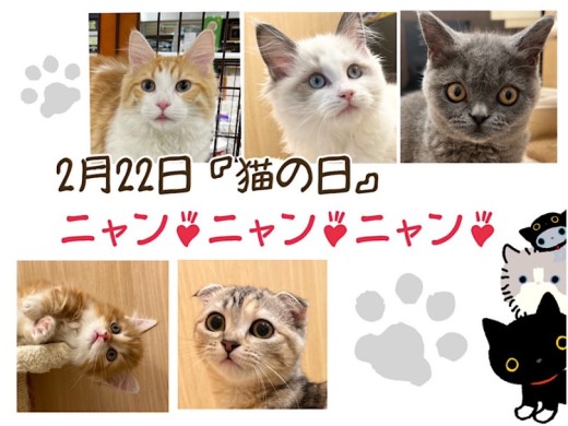 【 お役立て情報 】2月22日は猫の日！NT店5頭の癒し猫さん