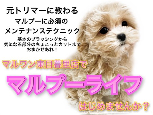 【 MIX 】東日暮里店で始めるマルプーライフ。東(トウ)マルプライフを楽しもう！