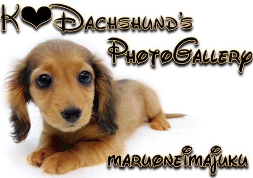 【 カニンヘンダックスフント 】生後3ヶ月体重1.1kg!短足ガールギャラリー集