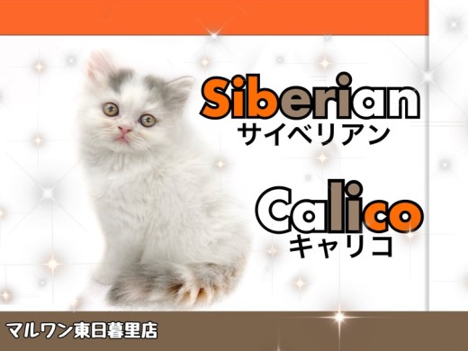 【 サイベリアン 】可愛すぎる三毛柄の低アレルゲンキャット