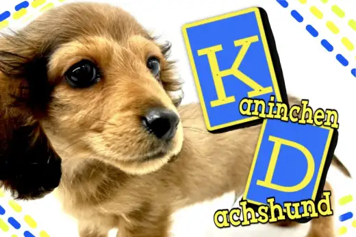 【 カニンヘンダックスフンド 】小さくても愛情爆盛り！！ベビーフェイス男子！