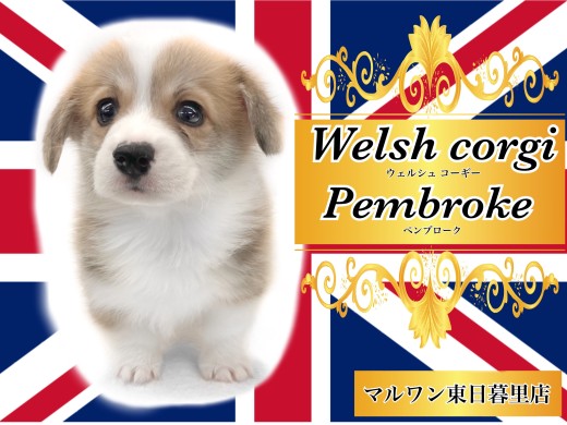 【 ウェルシュコーギーペンブローク 】むちっと幸せの詰まったボンレス体型犬