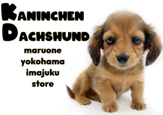 【 カニンヘンダックスフント 】生後71日体重601g!極小サイズのレッドガール