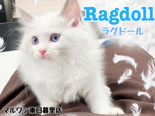 【 ラグドール 】雪のように白く、羽毛のように柔らかい毛と青い目のベビーキャット
