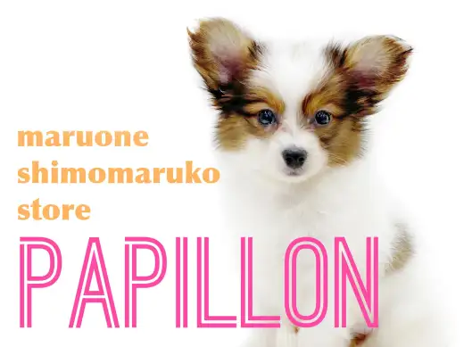 【 パピヨン 】華やかな印象のマーブル模様が特徴的！天真爛漫でフレンドリーな性格