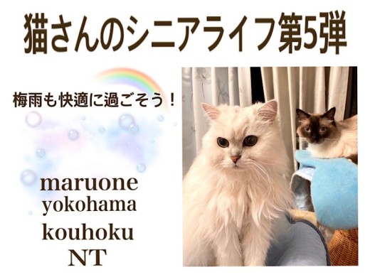 【 お役立て情報 】シニア猫さんの梅雨対策