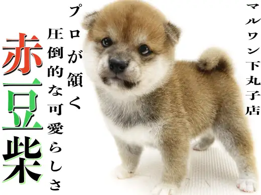 【 豆柴 】マルワンプレミアム認定！プロが認めた圧倒的に可愛らしい絶対的存在！