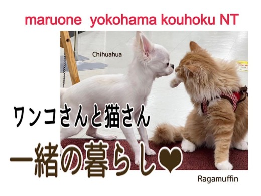 【 お役立て情報 】ワンコさんと猫さんの多頭飼い