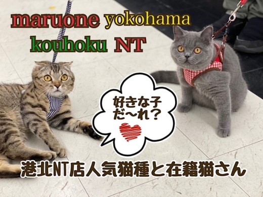 【 お役立て情報 】港北NT店人気猫種と在籍猫さんのご紹介