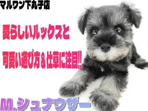 【 ミニチュアシュナウザー 】愛らしさがギュッと詰まった、あざとい系わんこ登場！
