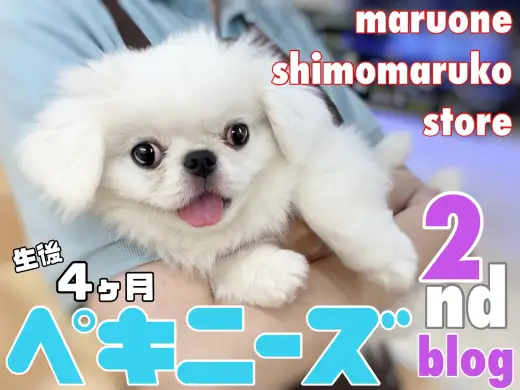 【 ペキニーズ 】甘えん坊で愛されキャラ！寄り添い癒しを届けるワンコの2nd記事