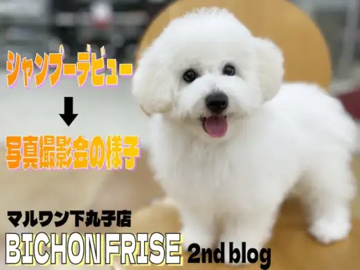 【 ビションフリーゼ 】2ndブログ！シャンプーデビュー！可愛い写真撮影会も開始