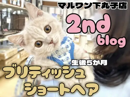 【 ブリティッシュ 】おおらかな性格で甘え上手な男の子に成長中の2ndブログ