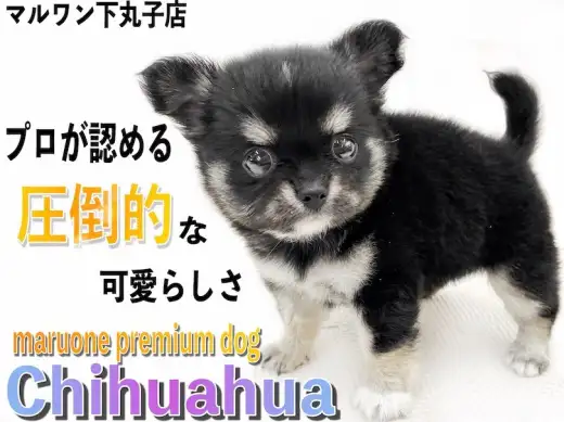【 チワワ 】プロが認めたプレミアム認定！マズルの短さ、ドワーフ体型と正に完璧！