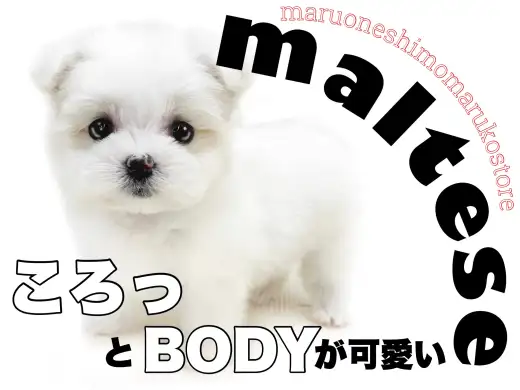 【 マルチーズ 】容姿も性格も圧倒的な可愛らしさ！お迎え後は街中の小さなアイドル