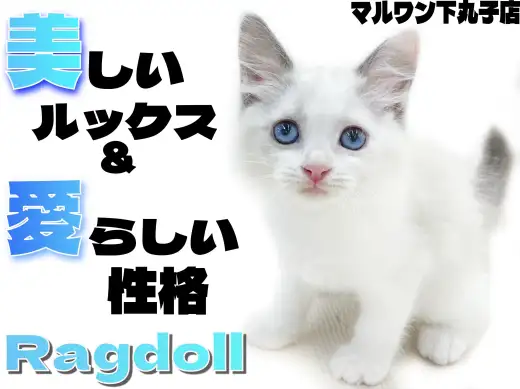 【 ラグドール 】穏やかさは猫界No.1？見た目も中身も可愛すぎる子猫が登場！