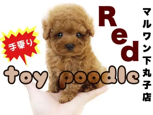 【 トイプードル 】生後2ヶ月で体重429g！小さめの手乗りサイズの男の子！