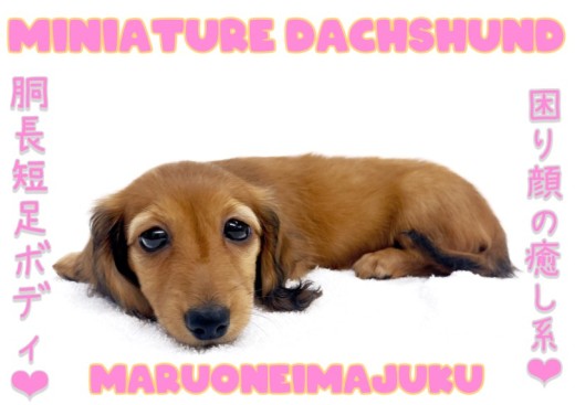 【 ダックスフント 】レッドカラーの胴長短足ボディ!困り顔の癒し系な女の子!