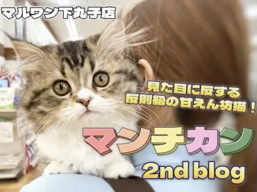 【 マンチカン 】美貌な容姿と甘えん坊な性格のギャップに注目の2ndブログ！