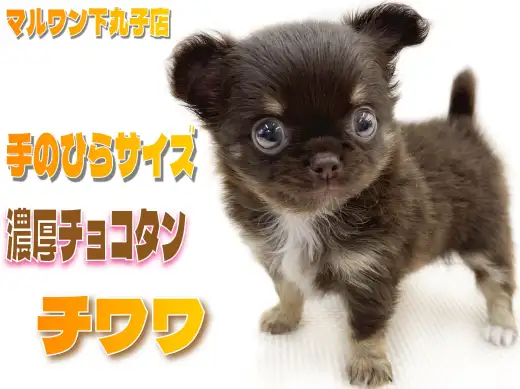 【 チワワ 】生後2ヶ月で体重490gの小さめサイズ！濃厚チョコタンカラーが特徴